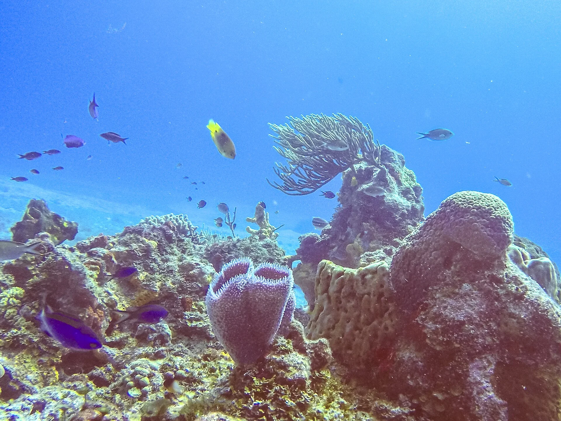Cruz de Cristo sumergida — Sisal Dive Center