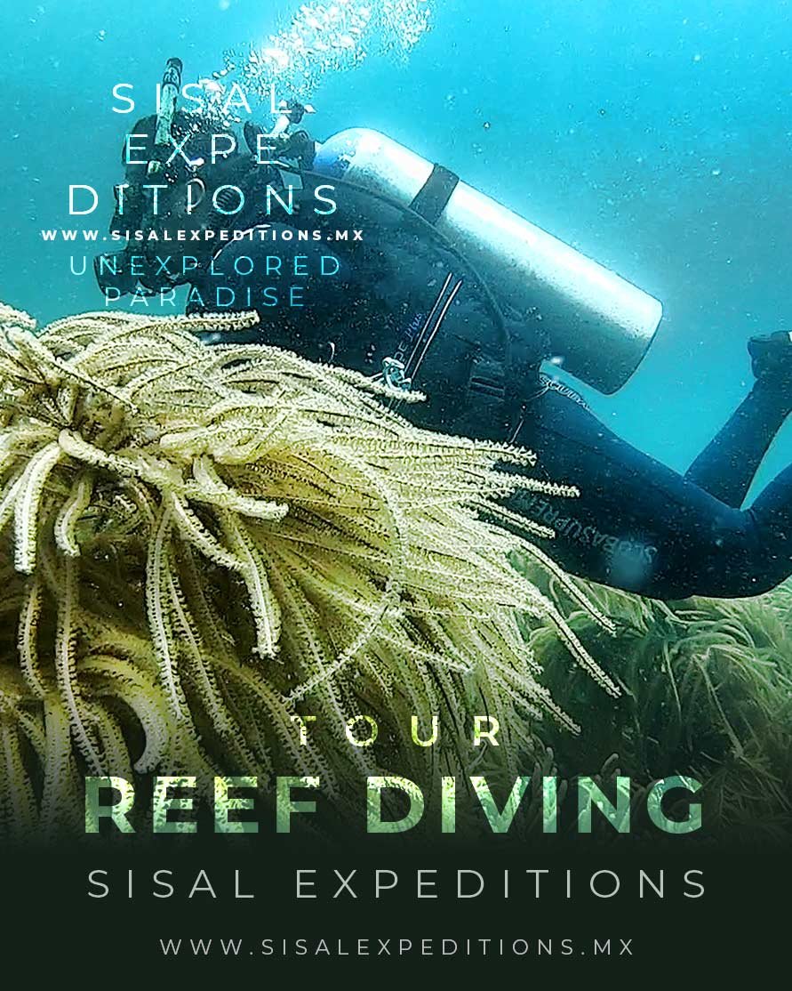 Buceo en arrecife Sisal